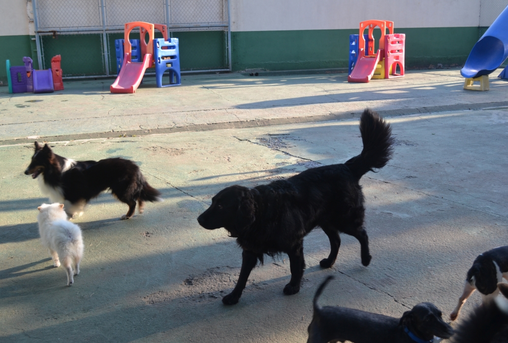 Click here and make appointment in Oasis Dog Club