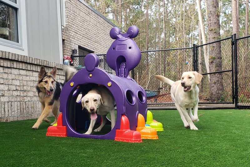 Tips for Your Dog's First Boarding Experience