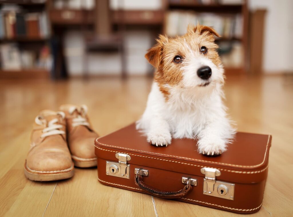 Dog Boarding Tips