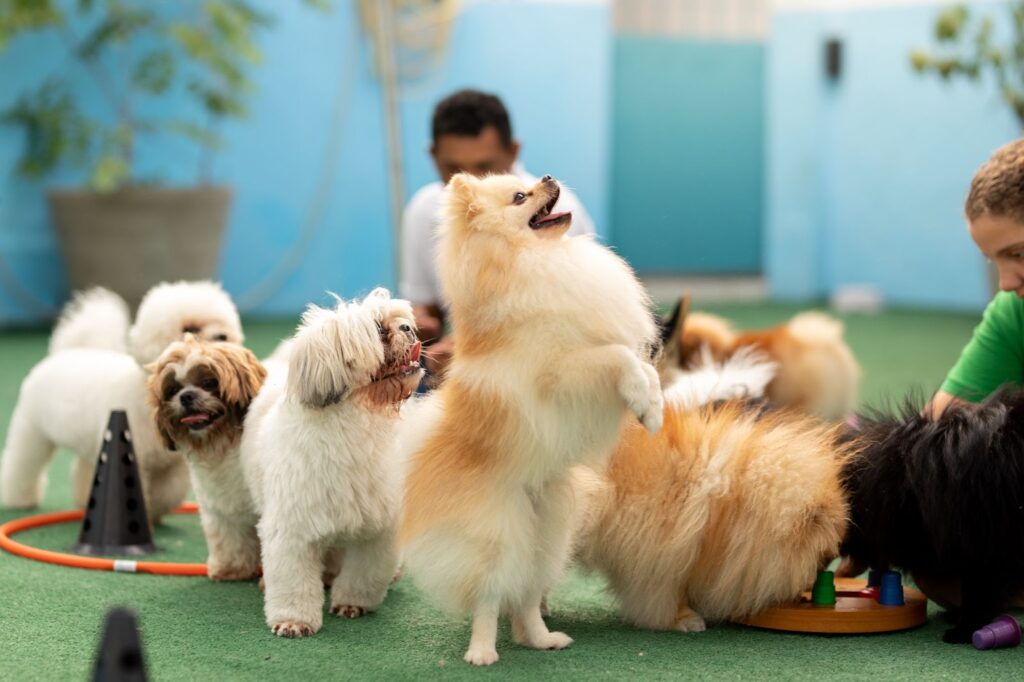 activities for dogs in boarding